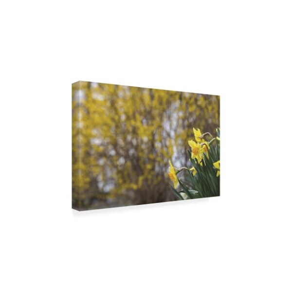 Kurt Shaffer Photographs 'Daffodil Spring 2' Canvas Art,30x47